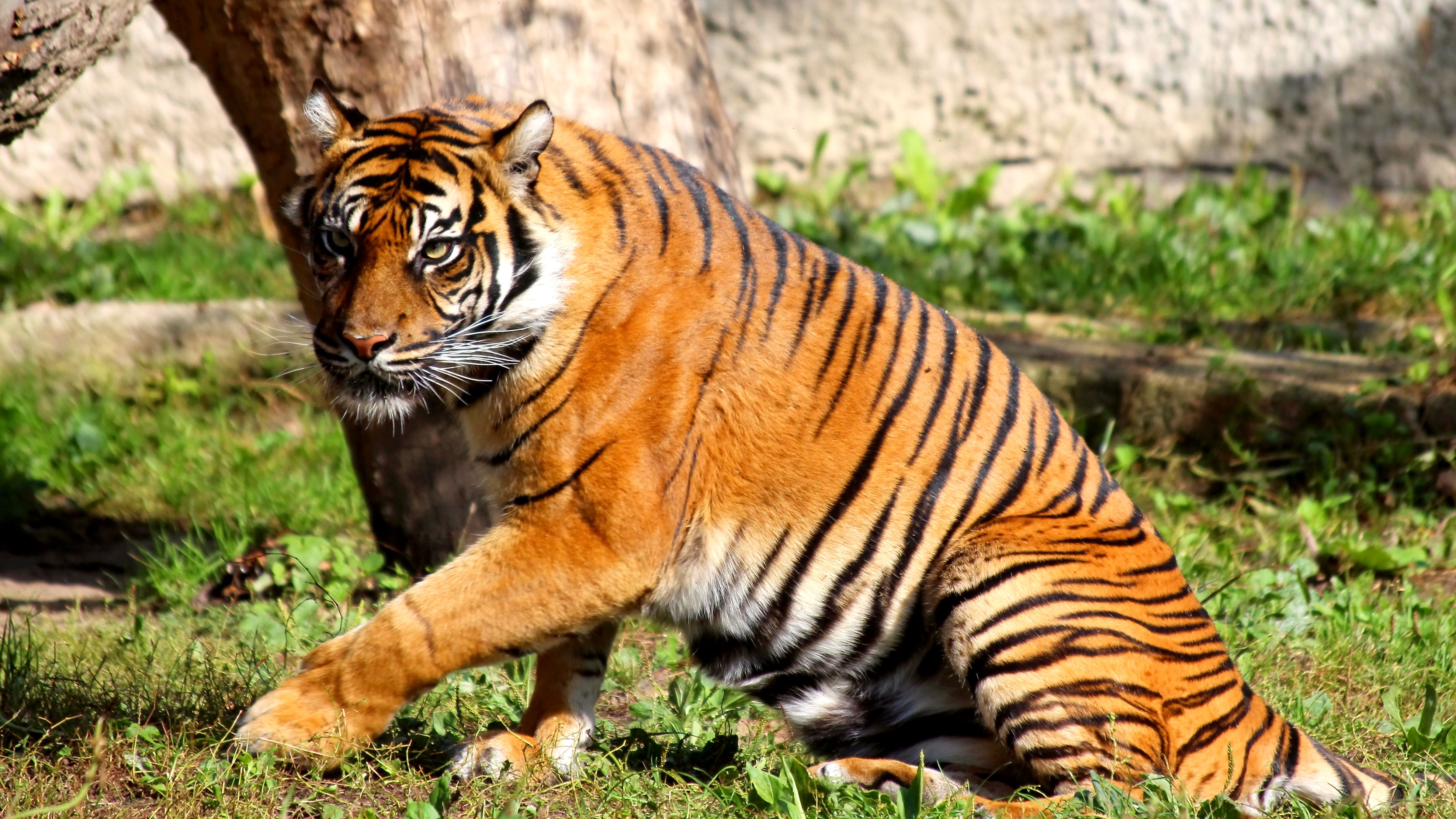 Cool animals – pictures of wild animals – tigers ...