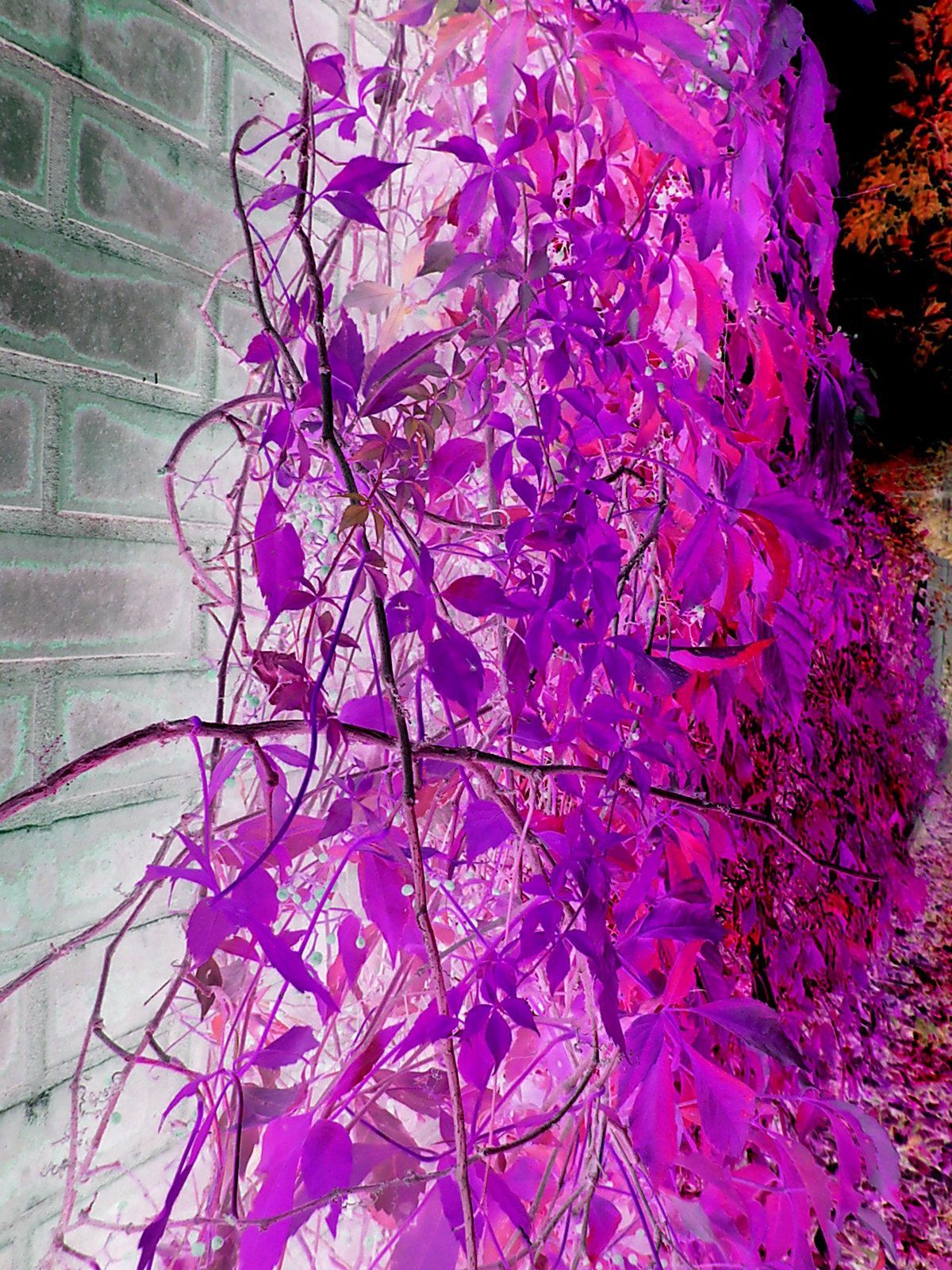 FreePhotosForCommercialUse.com-free-image-free-use-images-of-leaves-autumn-leaves-purple