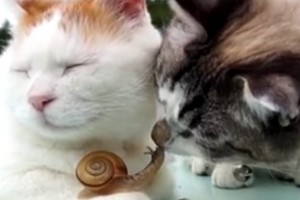 so-cute-cute-cats SO CUTE - Cute Kitten Pictures and Videos. You must watch this video. All Cat Owners Need To Watch This Video