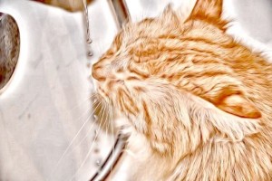 FreePhotosForCommercialUse.com-free-images-for-use-main-coon-cat